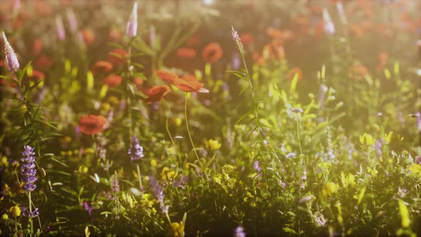 Abundance of Blooming Wild Flowers on the Meadow at Spring Time alt