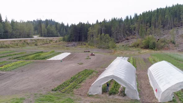 Plants in greenhouse alt