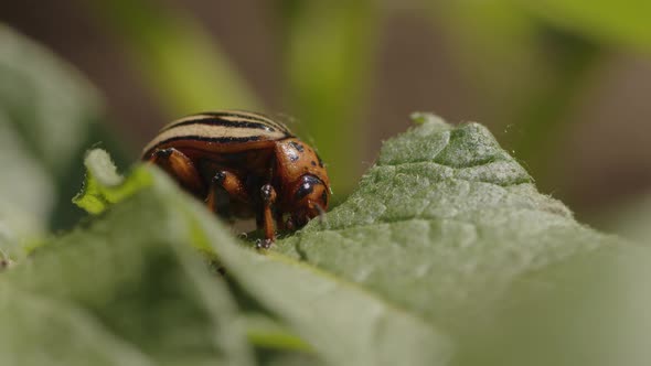 Leptinotarsa decemlineata, eating tomato leaves. olorado beetle, destroys the harvest. alt
