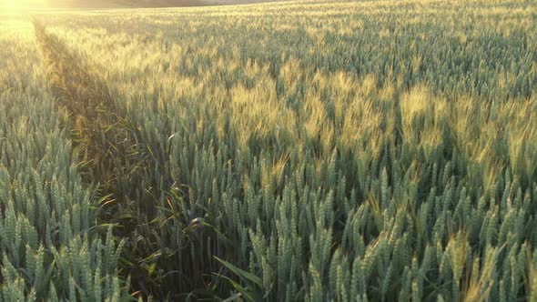 Sunset golden tones on wheat ears 4K aerial video
