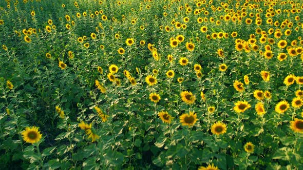 4K Beautiful aerial view of sunflowers, sunflowers blooming in the wind alt