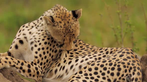 Magnificent Close Portrait of Cheetah Watching Around Estimating Situation Around in African alt