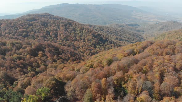 Sabaduri Mountain. Autumn forest. Georgia alt