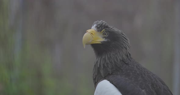 Steller's Sea Eagle Haliaeetus Pelagicus alt