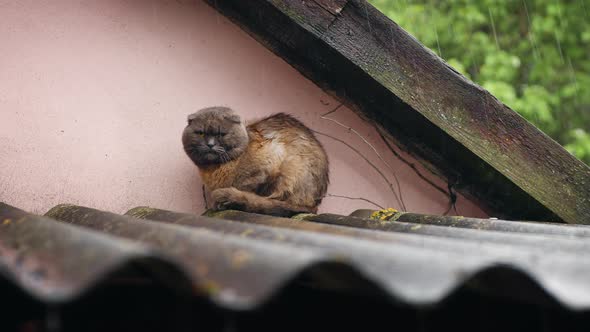 Handheld Shot of a Sad Wet Cat Hiding From Heavy Rain alt