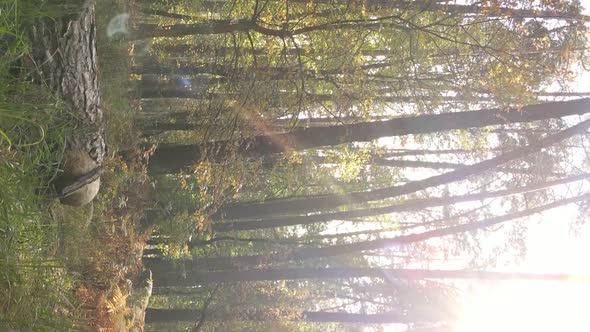 Vertical Video Autumn Forest with Trees in Ukraine Slow Motion alt