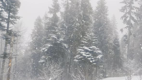 Falling Snow Between Pine Trees During Heavy Snowfall in Winter Dense Forest on Cold Evening alt