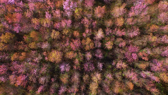 Top view over the Wild Himalayan Cherry Blossom (Prunus cerasoides) in the northern winter alt