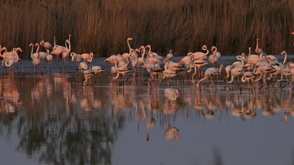 Greater Flamingos, Phoenicopterus roseus,Pont De Gau,Camargue, France alt