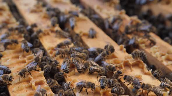 A Colony of Bees Swarms in the Hive