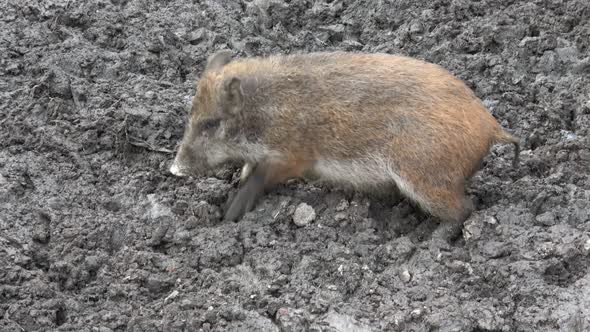 Wild boar baby searching for food in the mud 