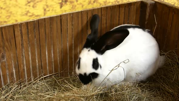 Rabbit Breed Ram Large Gray Rabbit Old Rabbit alt