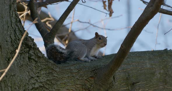 Gray Squirrel Hiding Tree