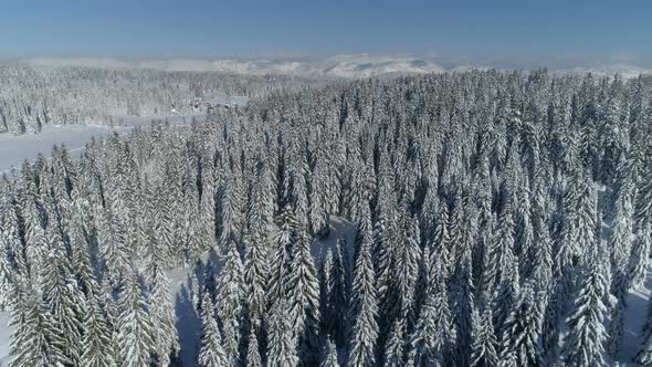 Flight Over the Snowcovered Spruce Forest with Mountains in the Background