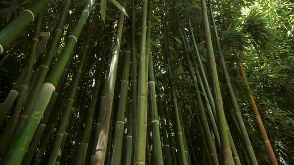 Tall Growing Green Bamboo Grows alt