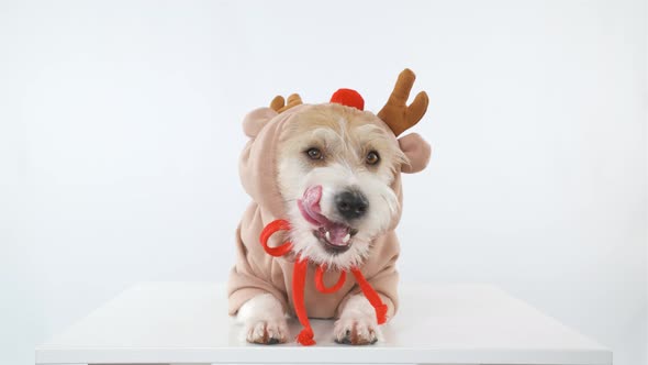 A dog of the Jack Russell Terrier breed is lying on the table in a deer costume alt