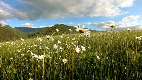 Green Meadow with Beautiful Daisy Flower in Summer Nature alt