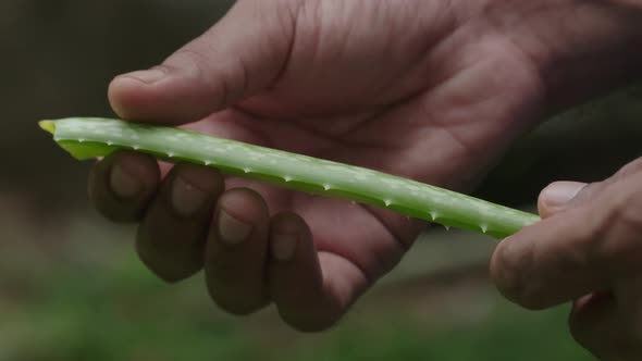 Indian Hand Holds A Aloe Vera Leaf
