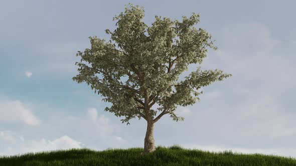 Money Tree Grow