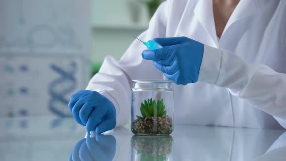 Biology Researcher Injecting Hormonal Liquid in Test Plant, Herbal Cosmetics alt
