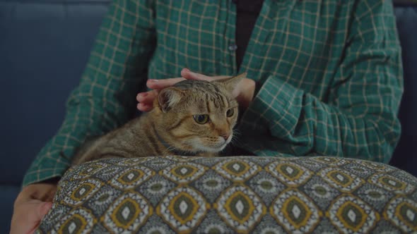 Portrait of Calm Shorthair Tabby Cat Resting on Pillow alt