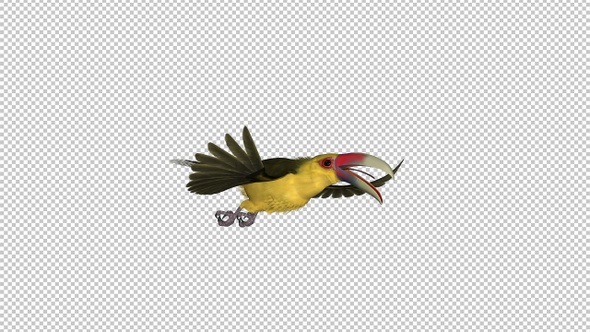 Toucan Bird - III - Saffron Aracari - Flying Transition 3 - Side View CU