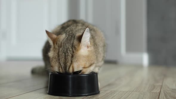 Domestic Adorable Tabby Cat Is Eating Its Dry Food From Bowl on the Floor
