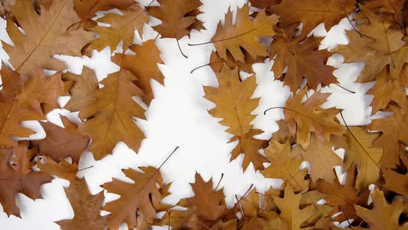 Autumn leaves falling