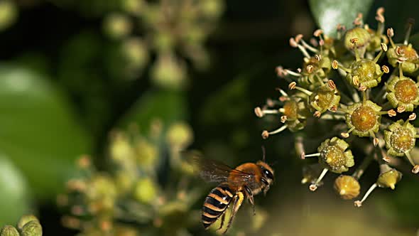 European Honey Bee, apis mellifera, Adult in Flight, gathering pollen on Ivy's Flower, hedera helix alt