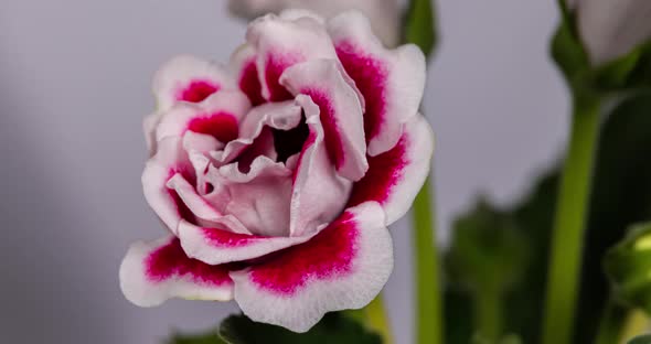 Detailed macro time lapse of a blooming red white rose flower