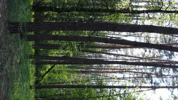 Vertical Video of a Beautiful Green Pine Forest on a Summer Day Slow Motion alt