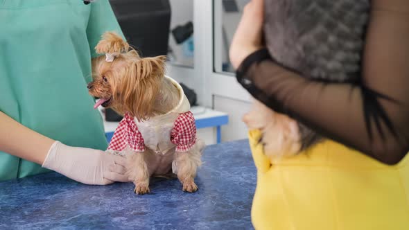Yorkshire Terrier in Dress on Examination Table alt