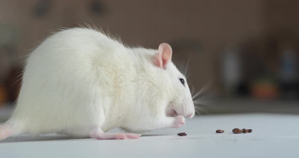 Domestic White Rat Eating the Seeds alt