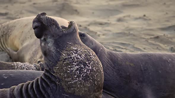 Elephant Seal Fighting alt