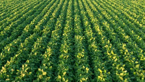 An Aerial Shot of Soybean Field Ripening at Spring Season.