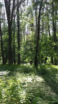 Vertical Video of a Summer Green Forest with Trees During the Day Slow Motion alt