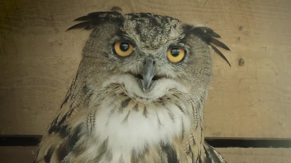 CLOSE UP, Eurasian Eagle owl in captivity turns toward camera alt