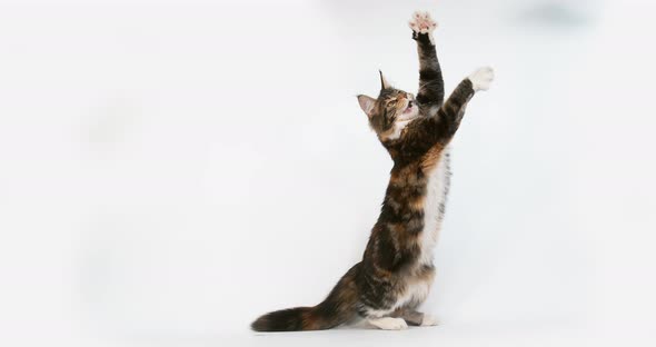 Brown Tortie Blotched Tabby and White Maine Coon Domestic Cat, Female playing White Background alt