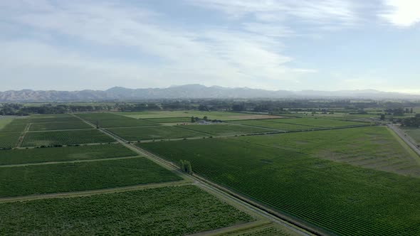 Tilting drone reveals many vineyards of grapes ready to be picked in New Zealand alt