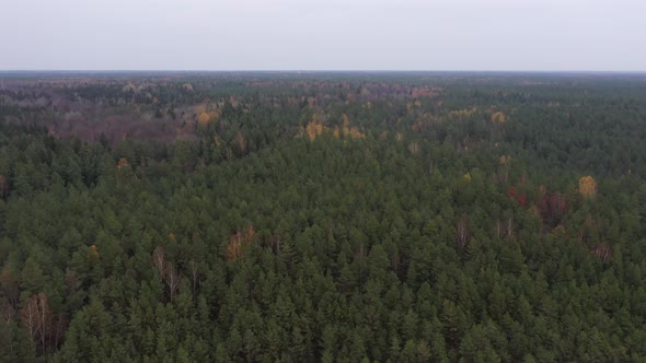 Aerial View of Autumn forest
