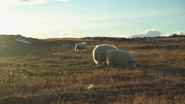 Sheep graze in field during dusk in Iceland alt