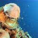 Scorpionfish Mouth Wide Open - VideoHive Item for Sale