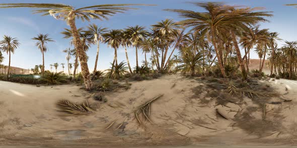 VR360 View of Palm Oasis in Desert alt