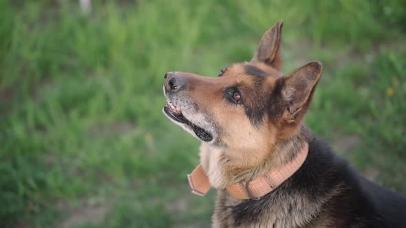 Portrait of a Dog Looking Intently to the Side