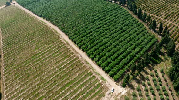 Aerial footage of large Avocado plantation in north Israel with young trees alt