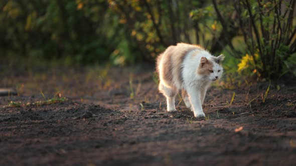 Fluffy Cat Walking in Garden alt