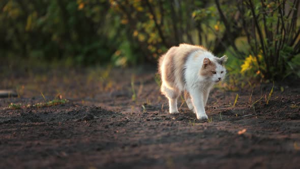 Fluffy Cat Walking in Garden