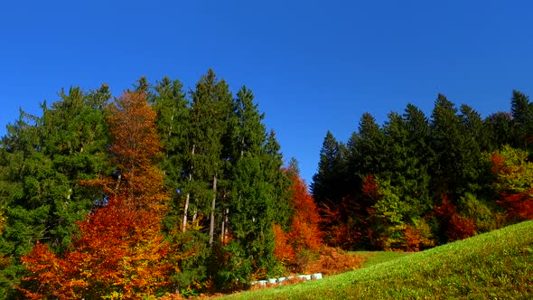 Autumn Bold Rich Colors of Forests and Bale for Food