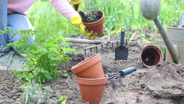Planting Vegetable Seedlings In The Garden 13 alt