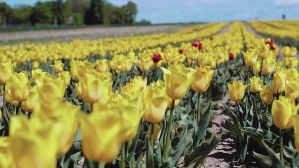 Yellow tulip rows in summer time
